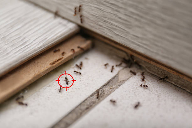 Best Spider Control Near Me  in Bazon, CA